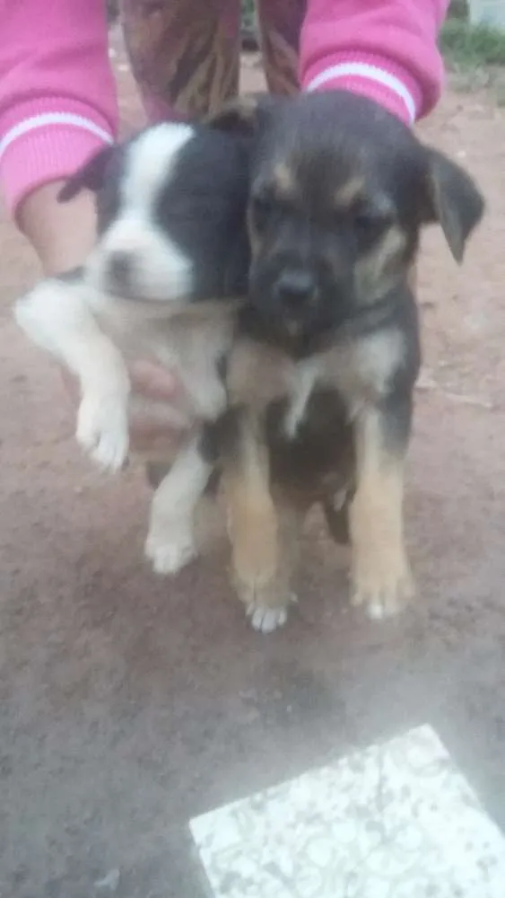 Cachorro ra a  idade Abaixo de 2 meses nome Não tem nomes