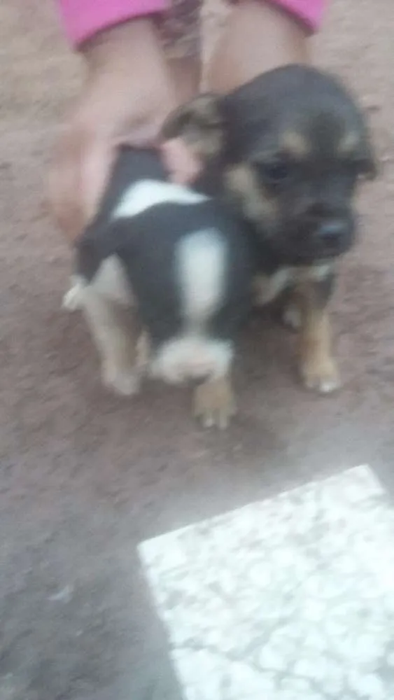 Cachorro ra a  idade Abaixo de 2 meses nome Não tem nomes