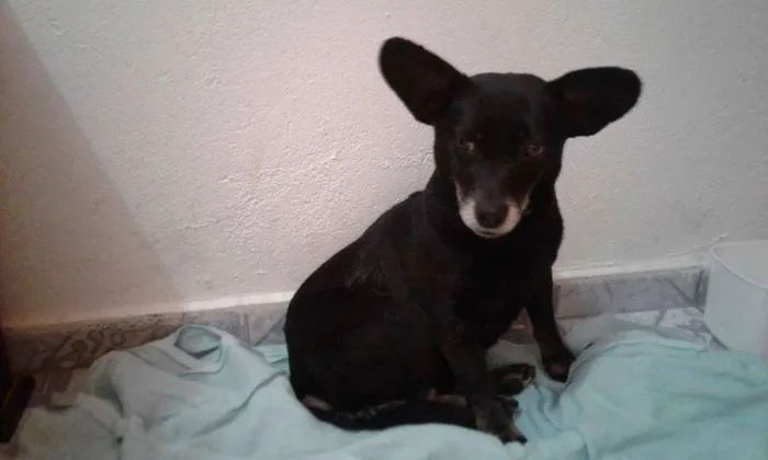 Cachorro ra a  idade 6 ou mais anos nome Neguinha