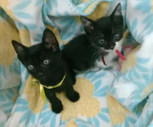 Gato raça Sem raça idade Abaixo de 2 meses nome Tico e teca