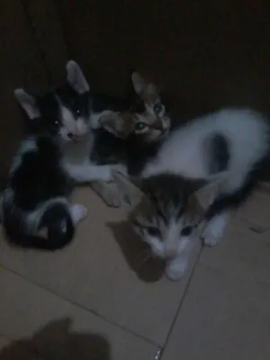 Gato raça SRD idade Abaixo de 2 meses nome sem nomes, bem novos