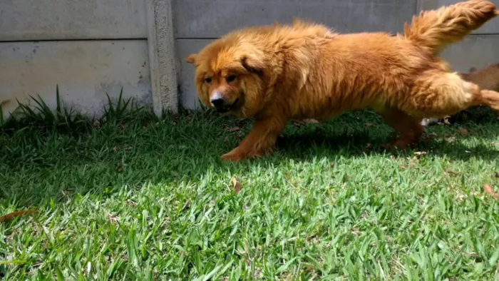 Cachorro ra a Chow chow idade 3 anos nome Ted