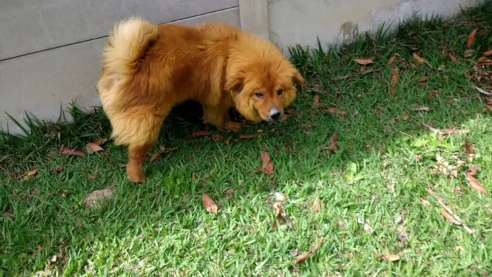 Cachorro ra a Chow chow idade 3 anos nome Ted