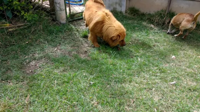 Cachorro ra a Chow chow idade 3 anos nome Ted