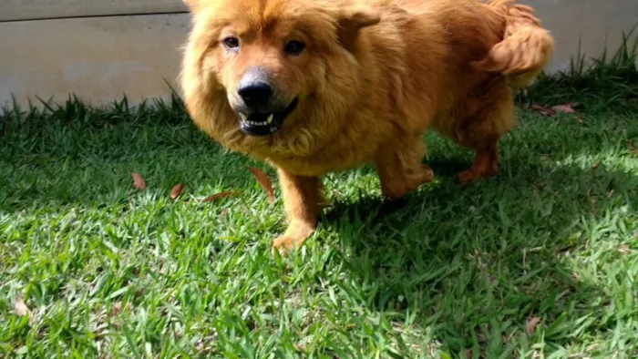 Cachorro ra a Chow chow idade 3 anos nome Ted