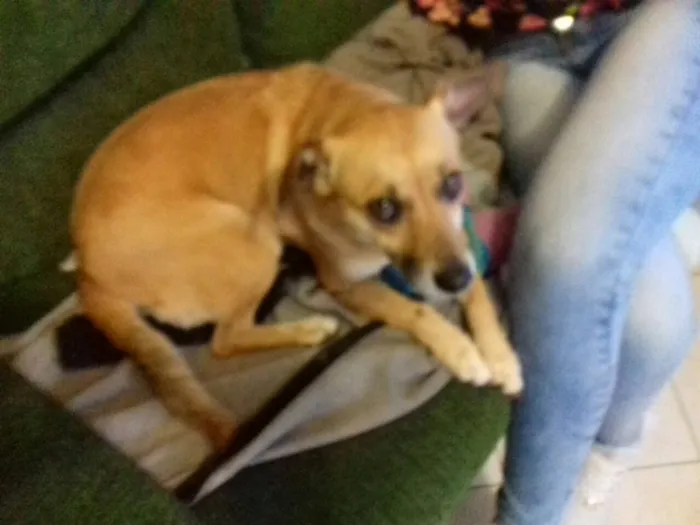 Cachorro ra a SRD idade 2 anos nome Lorena
