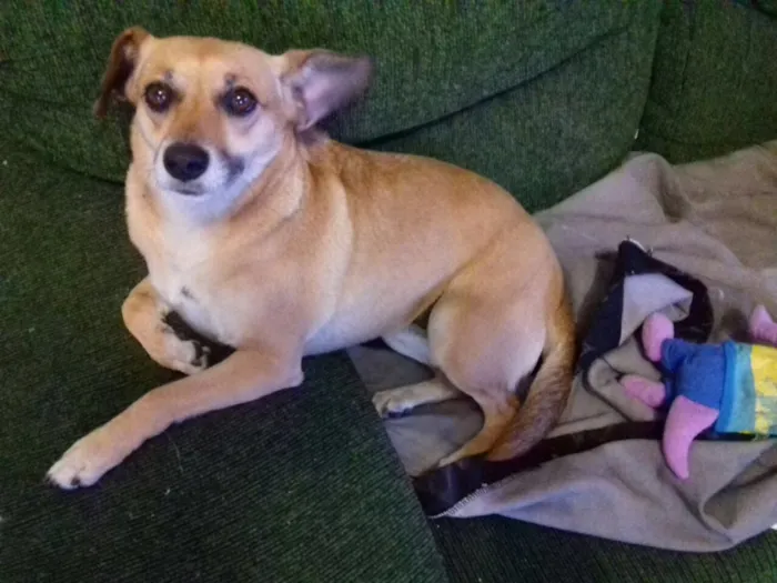 Cachorro ra a SRD idade 2 anos nome Lorena