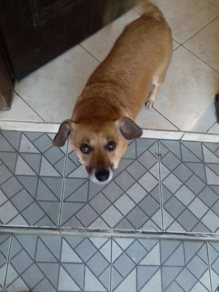Cachorro ra a SRD idade 2 anos nome Lorena