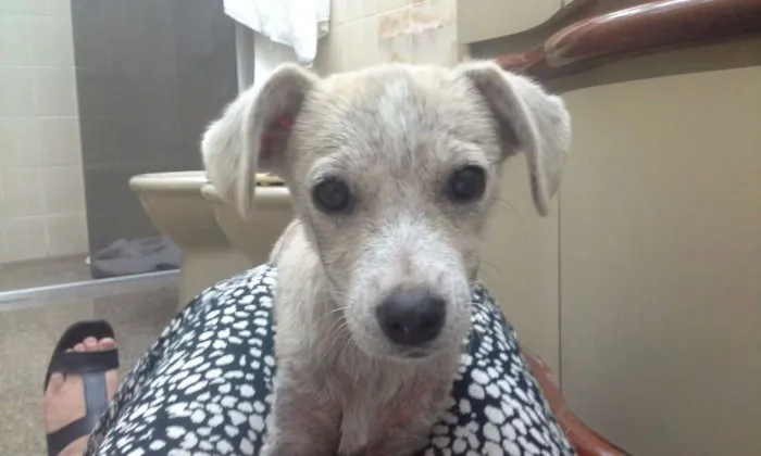 Cachorro raça SRD idade 7 a 11 meses nome Margarida