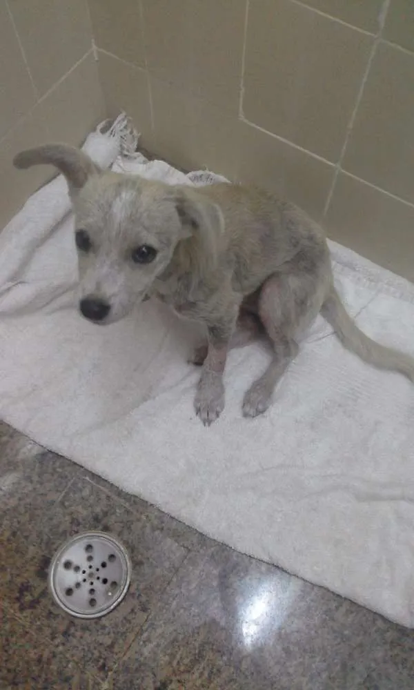 Cachorro raça SRD idade 7 a 11 meses nome Margarida