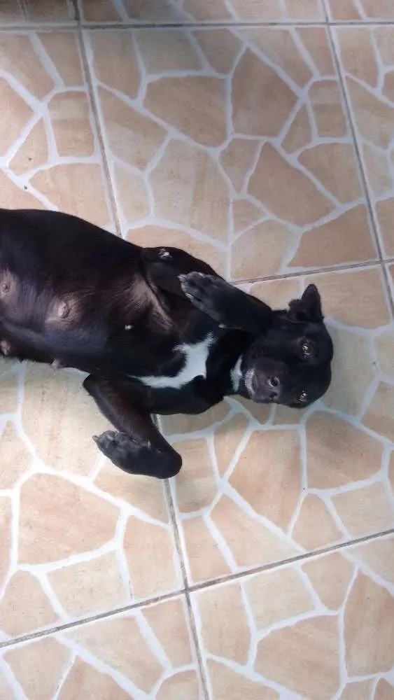 Cachorro raça Vira lata idade 1 ano nome Neguinha