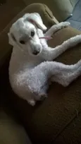 Molly