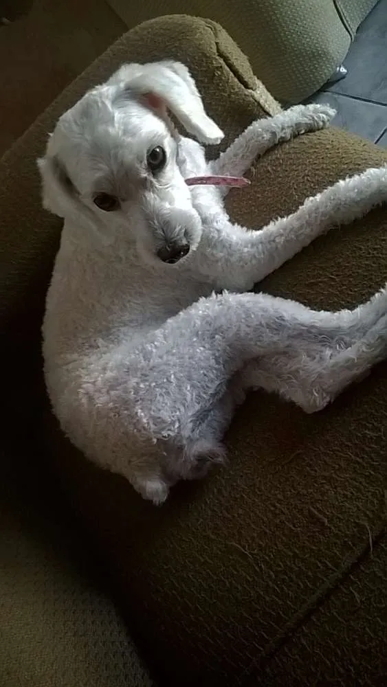 Cachorro raça Poodle idade 3 anos nome Molly