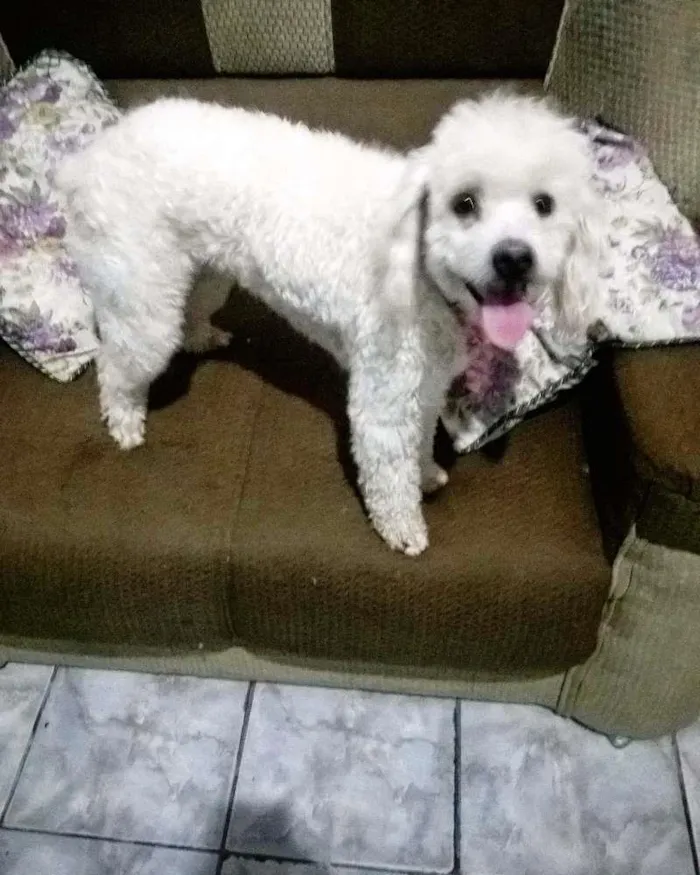 Cachorro raça Poodle idade 3 anos nome Molly