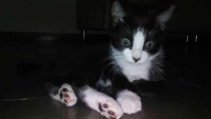 Gato ra a SRD idade Abaixo de 2 meses nome Zeus