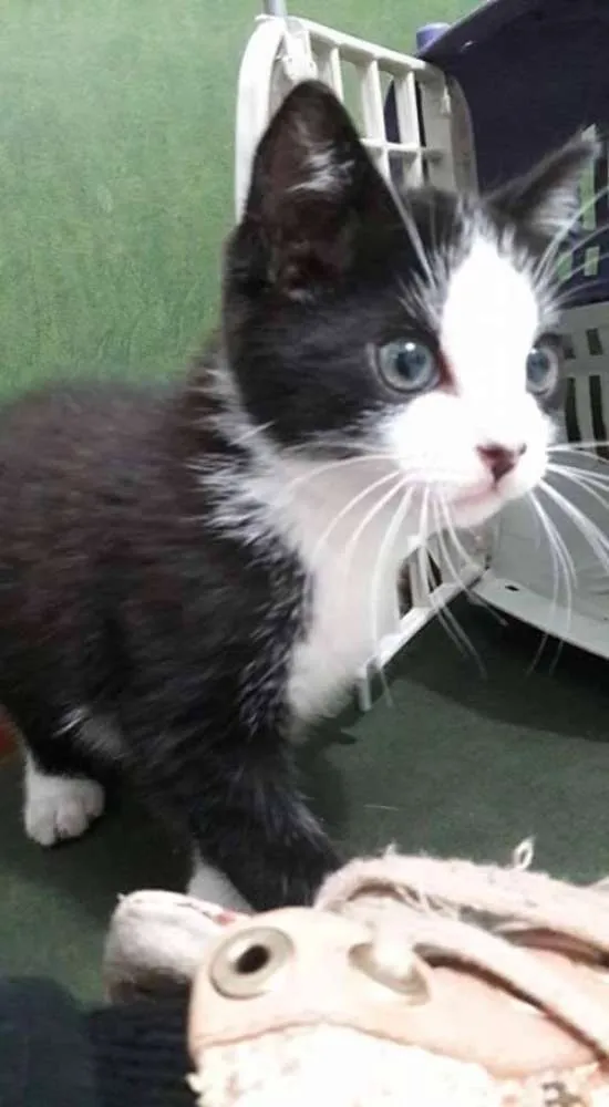 Gato ra a SRD idade Abaixo de 2 meses nome Zeus