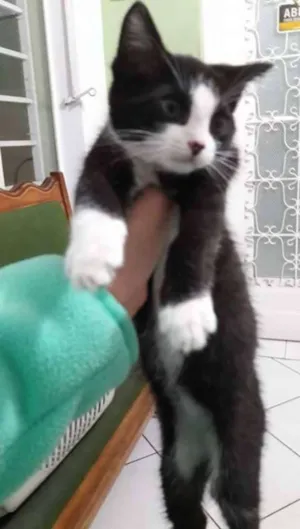 Gato raça SRD idade Abaixo de 2 meses nome Zeus