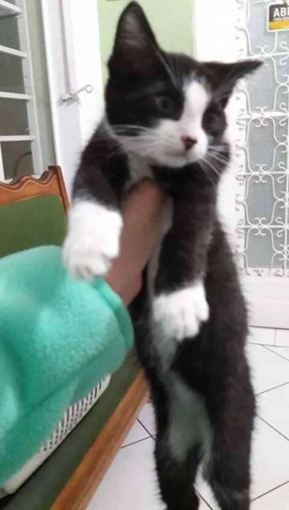 Gato ra a SRD idade Abaixo de 2 meses nome Zeus