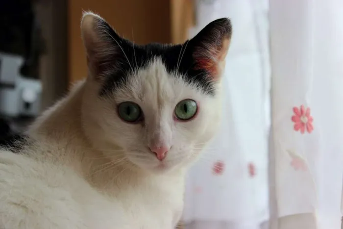 Gato ra a preto e branco idade 4 anos nome mingal GRATIFICA