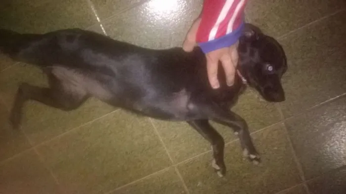 Cachorro ra a salsicha misturado com labrador idade 7 a 11 meses nome negona