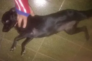 Cachorro raça salsicha misturado com labrador idade 7 a 11 meses nome negona