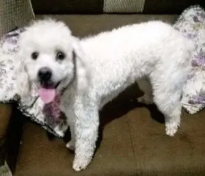 Cachorro raça Poodle idade 3 anos nome Molly