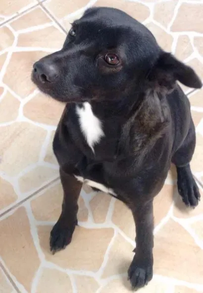 Cachorro raça Vira lata idade 1 ano nome Neguinha