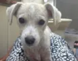 Margarida