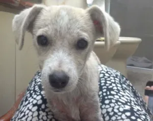 Cachorro raça SRD idade 7 a 11 meses nome Margarida