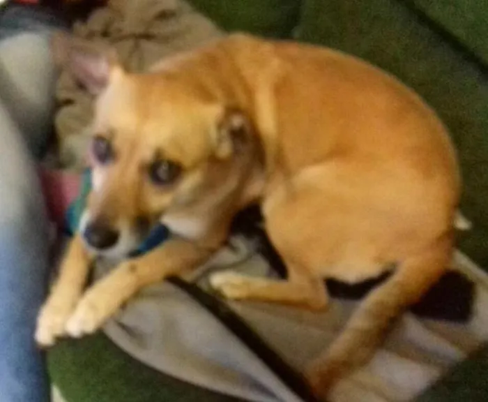 Cachorro ra a SRD idade 2 anos nome Lorena
