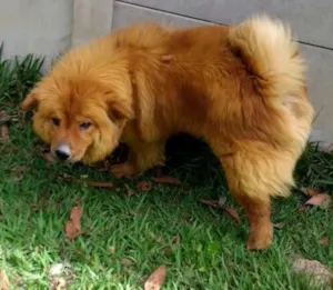 Cachorro raça Chow chow idade 3 anos nome Ted