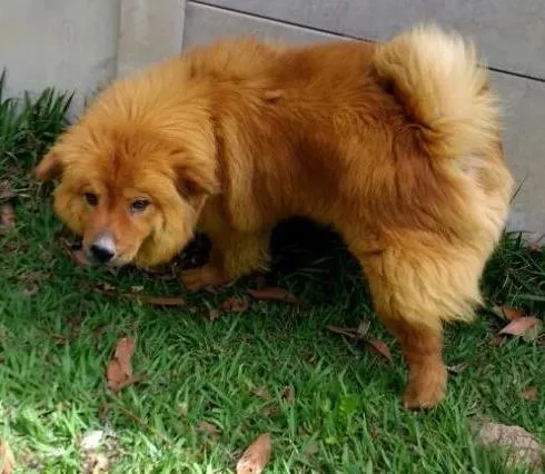 Cachorro ra a Chow chow idade 3 anos nome Ted