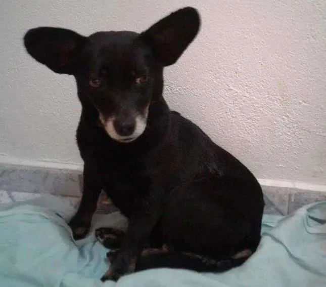 Cachorro ra a  idade 6 ou mais anos nome Neguinha