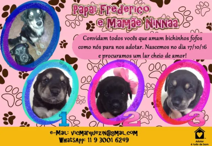 Cachorro ra a SRD idade Abaixo de 2 meses nome Sem Nome (FILHOTES)