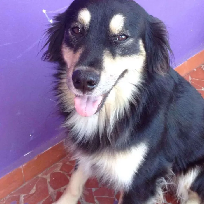 Cachorro ra a SRD idade Abaixo de 2 meses nome Sem Nome (FILHOTES)