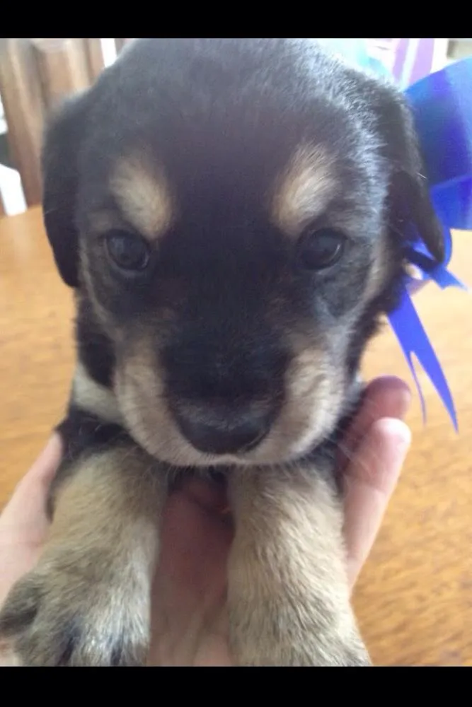 Cachorro ra a SRD idade Abaixo de 2 meses nome Sem Nome (FILHOTES)