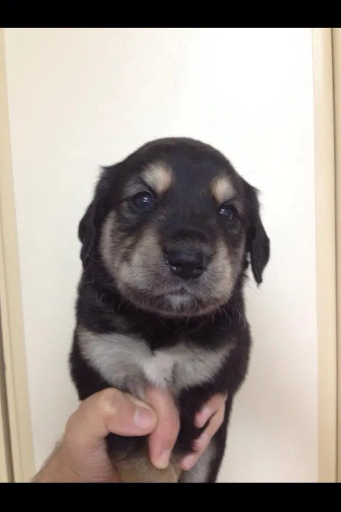 Cachorro ra a SRD idade Abaixo de 2 meses nome Sem Nome (FILHOTES)