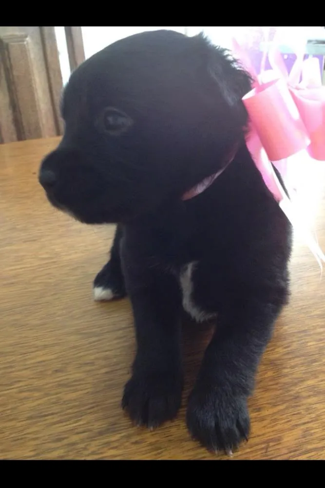 Cachorro ra a SRD idade Abaixo de 2 meses nome Sem Nome (FILHOTES)