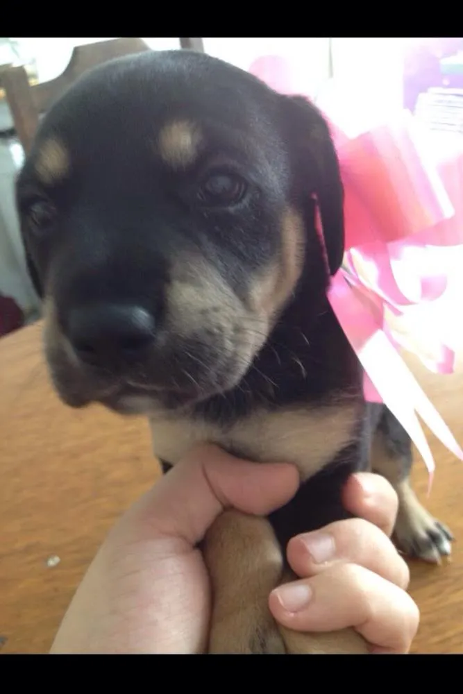 Cachorro ra a SRD idade Abaixo de 2 meses nome Sem Nome (FILHOTES)