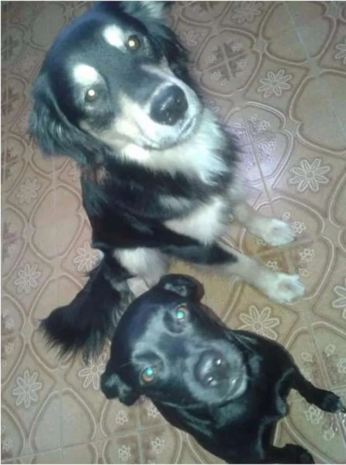 Cachorro ra a SRD idade Abaixo de 2 meses nome Sem Nome (FILHOTES)