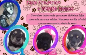 Cachorro raça SRD idade Abaixo de 2 meses nome Sem Nome (FILHOTES)