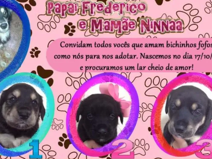 Cachorro ra a SRD idade Abaixo de 2 meses nome Sem Nome (FILHOTES)