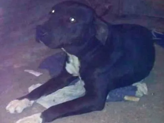 Cachorro ra a Pitbull idade 6 ou mais anos nome PRETA