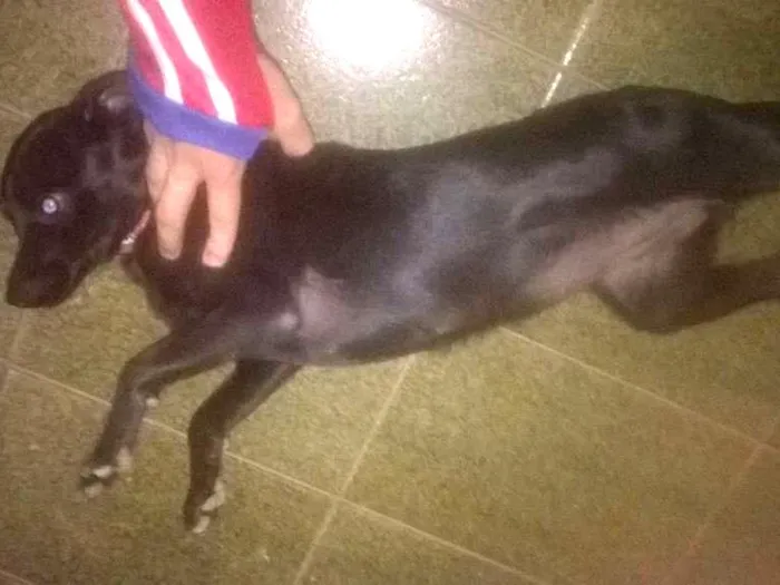 Cachorro ra a salsicha misturado com labrador idade 7 a 11 meses nome negona