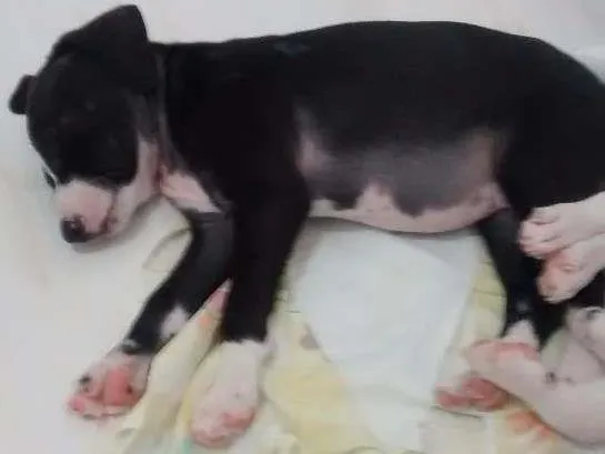 Cachorro ra a Vira lata idade 2 a 6 meses nome Toby e neguinha