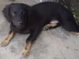 Pitoco