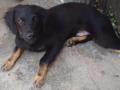 Cachorro raça Mistura de pastor alemão com vira lata  idade 2 a 6 meses nome Pitoco