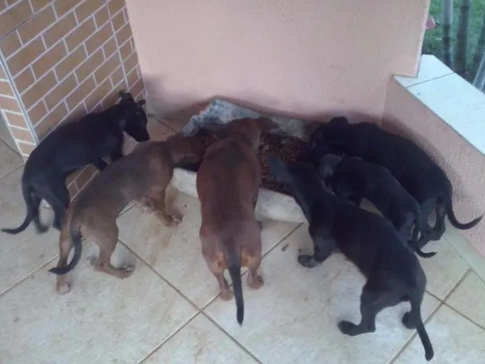 Cachorro ra a indefinida idade 2 a 6 meses nome SEM NOMES