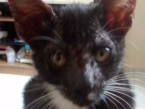 Gato raça viralata idade 2 a 6 meses nome Simba