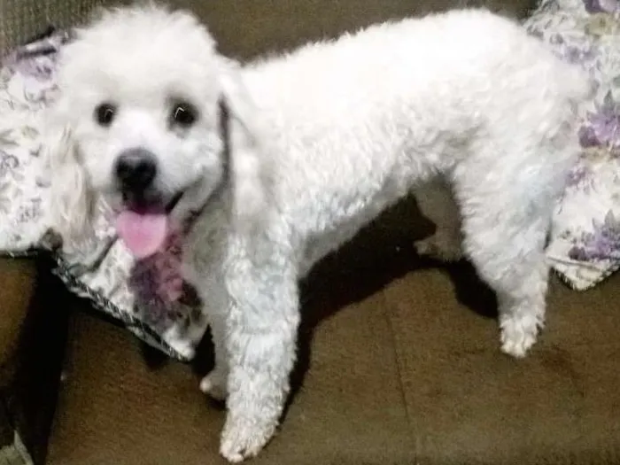 Cachorro raça Poodle idade 3 anos nome Molly